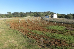 Vinmarken