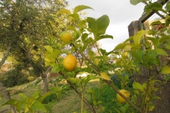 vores citroner